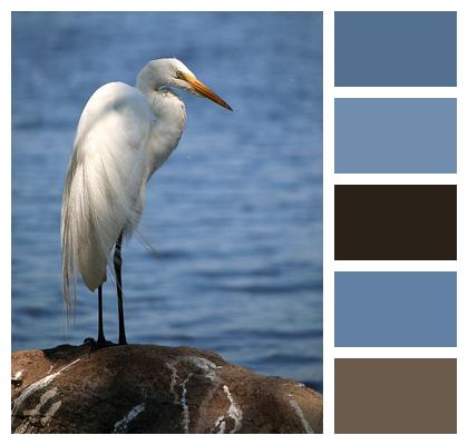 Animal Great Egret Bird Image